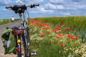 poppy, chamomile, bicycle-5215748.jpg